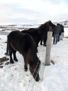 Icelandic Horses